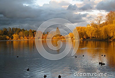 Birds on a lake in late afternoon Stock Photo