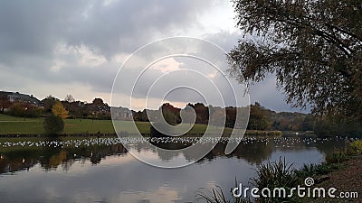 Birds in The Lake in Louvain La Neuve at dawn Stock Photo