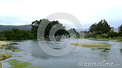 Birds on lake Stock Photo