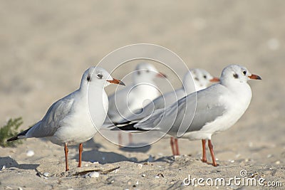 Birds of lakes and estuaries. A flock of young black-headed gulls Larus ridibundus resting on the sandy shore Stock Photo