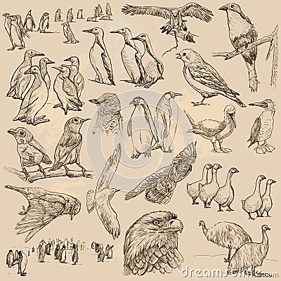 Birds. Line art vector. Pack. Vector Illustration