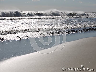 Birds line the shore at the edge of the waves Stock Photo