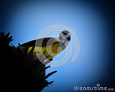 Birds living in the Mexico. Stock Photo