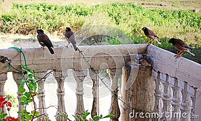 Birds Maina India Stock Photo