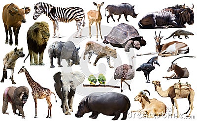 Birds, mammal and other animals of Africa isolated Stock Photo