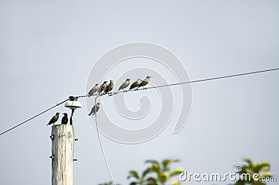 Birds migrating Stock Photo