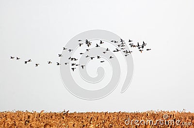 Birds Stock Photo