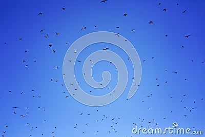 Birds migrating sky Stock Photo