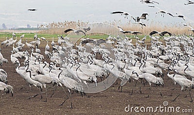 Birds migration Stock Photo