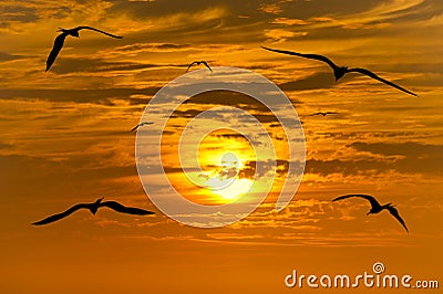 Birds Migration Silhouettes Stock Photo