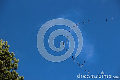 Birds migration under the clear blue sky. Flock of birds that come back in country after the winter Stock Photo