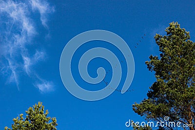 Birds migration under the clear blue sky. Flock of birds that come back in country after the winter Stock Photo