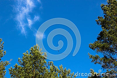 Birds migration under the clear blue sky. Flock of birds that come back in country after the winter Stock Photo