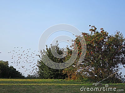 Birds migration in Vente Stock Photo