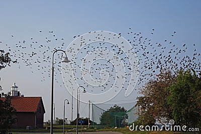 Birds migration in Vente Stock Photo
