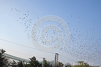 Birds migration in Vente Stock Photo