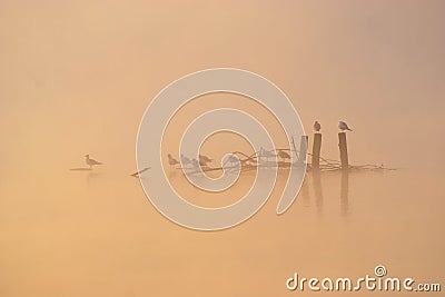 Birds In Misty Autumn Morning Stock Photo