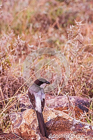 Birds Of Nairobi National Park Wildlife Animals In Kenya East African Stock Photo