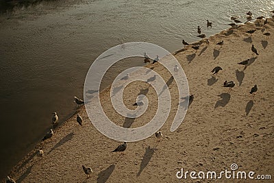 birds near the water by some sandy banks with a path in front Stock Photo