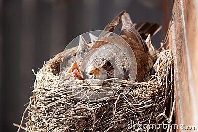 Birds in the nest Stock Photo