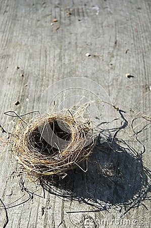 Birds Nest Stock Photo