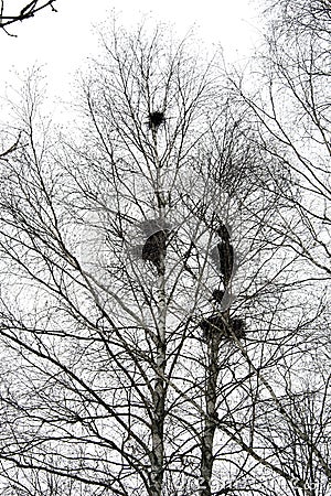 Birds nest on birches in the park in early spring. The Rooks Have Arrived. Migratory birds returned to their homeland Stock Photo