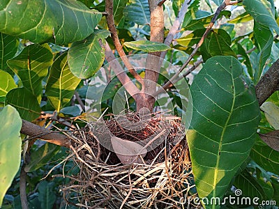 Birds nest in nature Stock Photo