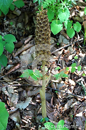 Birds-nest orchid or Neottia nidus-avis yellowish-light brown flower Stock Photo