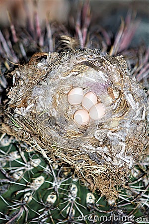 Birds Nest seated in an Arizona Cactus Stock Photo