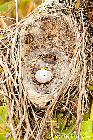 Birds nest Stock Photo