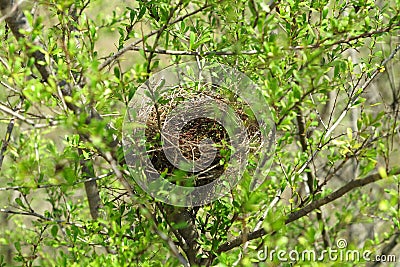 Empty birds nest between green branches of tree in Australia Stock Photo