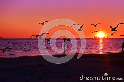 Birds , Ocean, Sunset,Sand this is the life !!! Stock Photo