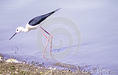 Birds outdoor cute Stock Photo