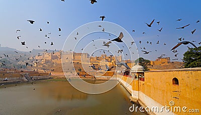 Birds over amber fort Stock Photo