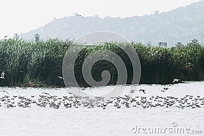 Birds in the Pantanos de Villa Swamp of Villa , Chorrillos, Lima Peru. Stock Photo