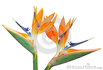 Birds of Paradise Stock Photo