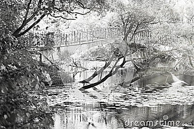 Birds on park pond with light rays backdrop Stock Photo