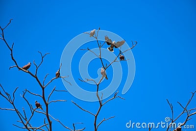 Birds perch on the dry tree Stock Photo