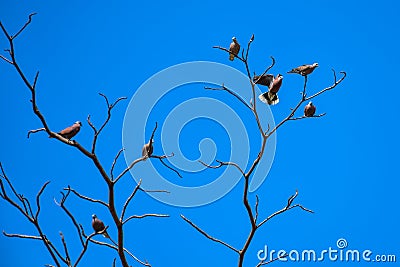 Birds perch on the dry tree Stock Photo