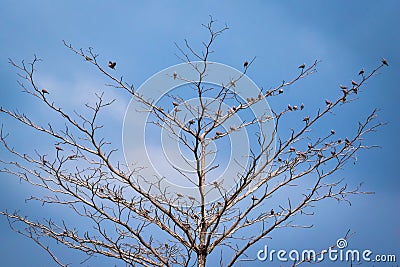 Birds perch on the dry tree Stock Photo