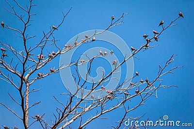 Birds perch on the dry tree Stock Photo