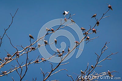 Birds perch on the dry tree Stock Photo