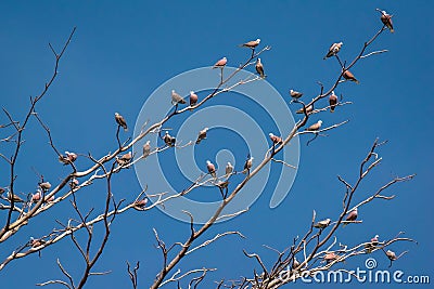 Birds perch on the dry tree Stock Photo