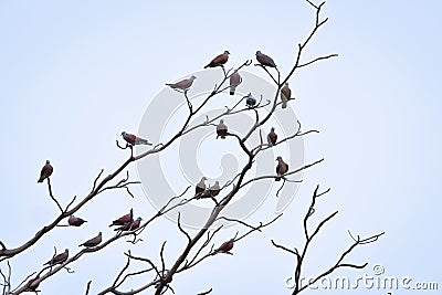 Birds perch on the dry tree Stock Photo