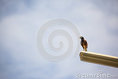 The birds perch on pole Stock Photo