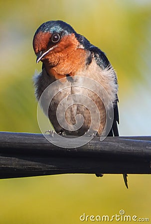 birds perched on wires in style when photographed with cool and shameless Stock Photo