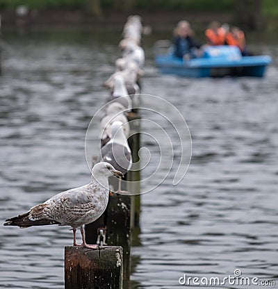 Birds perching on wooden posts in lake at Regent`s Park in London. Blurred blue boat visible in the background. Stock Photo