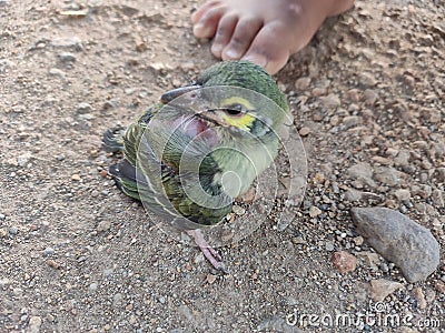 Birds photography shoot Stock Photo