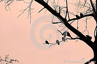 Birds pigeons sitting on a tree branch monochrome drawing black orange Stock Photo