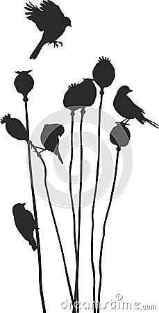 Birds on a poppy heads Vector Illustration